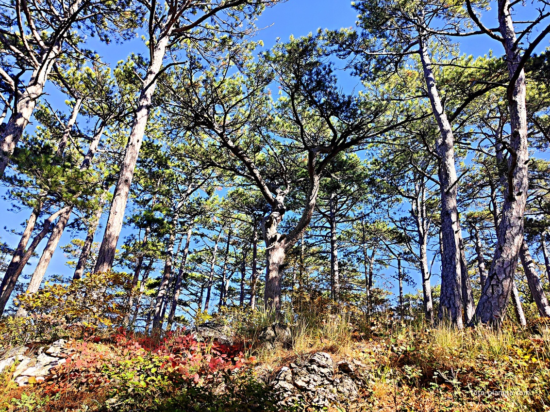 На пешеходном экологическом маршруте "Курчатовская тропа" Ялтинского горно-лесного природного заповедника.