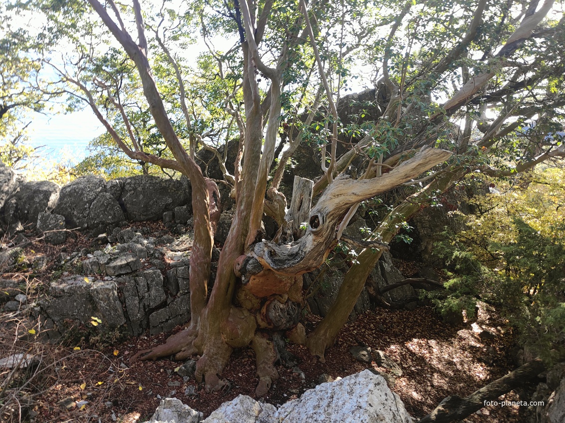 Земляничник Ены (в честь Крым. географа проф. В. Г. Ены) — ботан. памятник природы на юж. склоне г. Ай-Никола, в 20 м от Курчатовский тропы. На высоте 1,3 м в обхвате 4,5 м, у земли — 7 м, высота — 10 м. Самый старый земляничник в Крыму (>1300 лет).