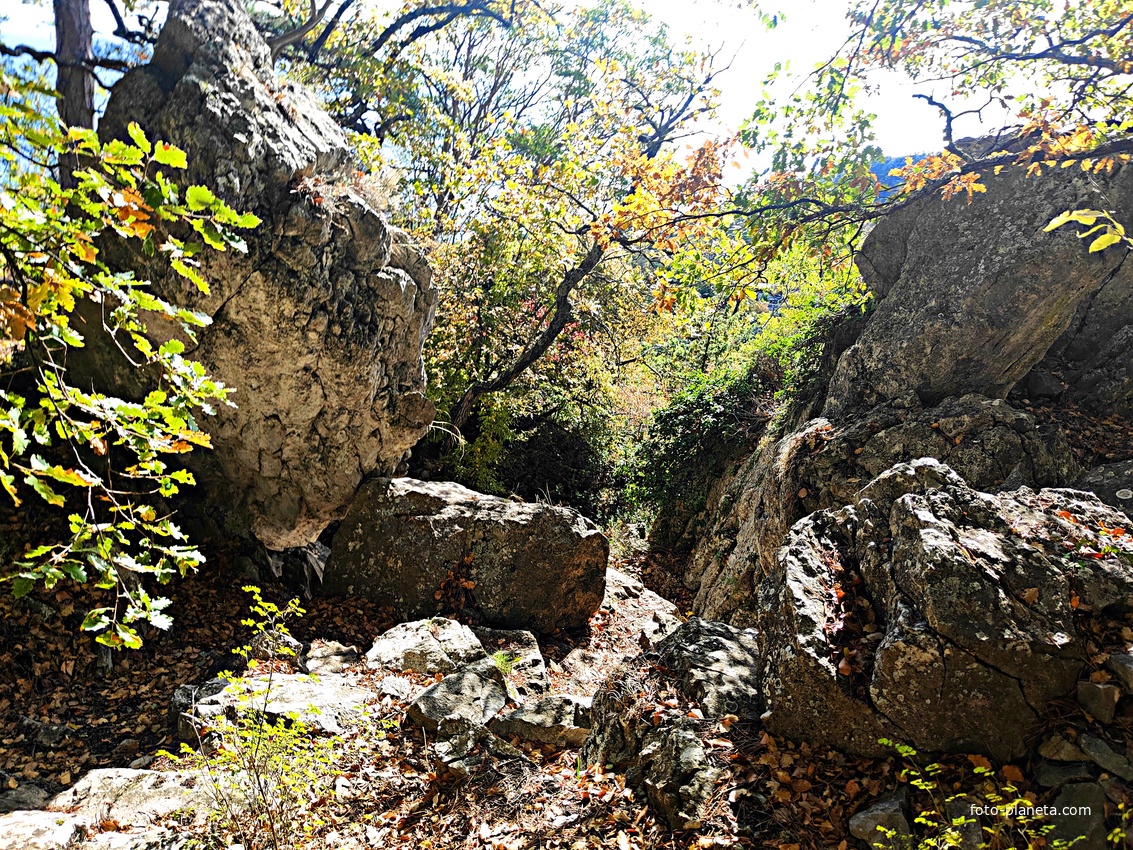 На пешеходном экологическом маршруте "Курчатовская тропа" Ялтинского горно-лесного природного заповедника.
