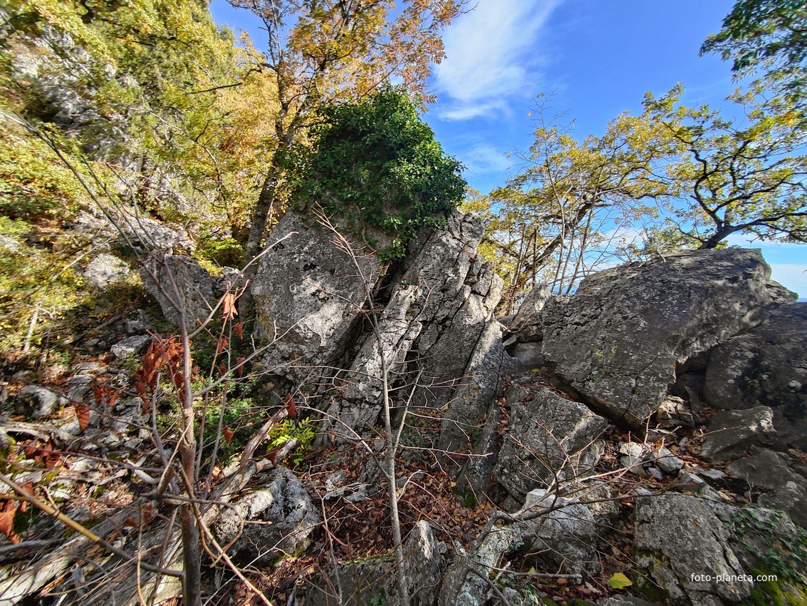 На пешеходном экологическом маршруте "Курчатовская тропа" Ялтинского горно-лесного природного заповедника.