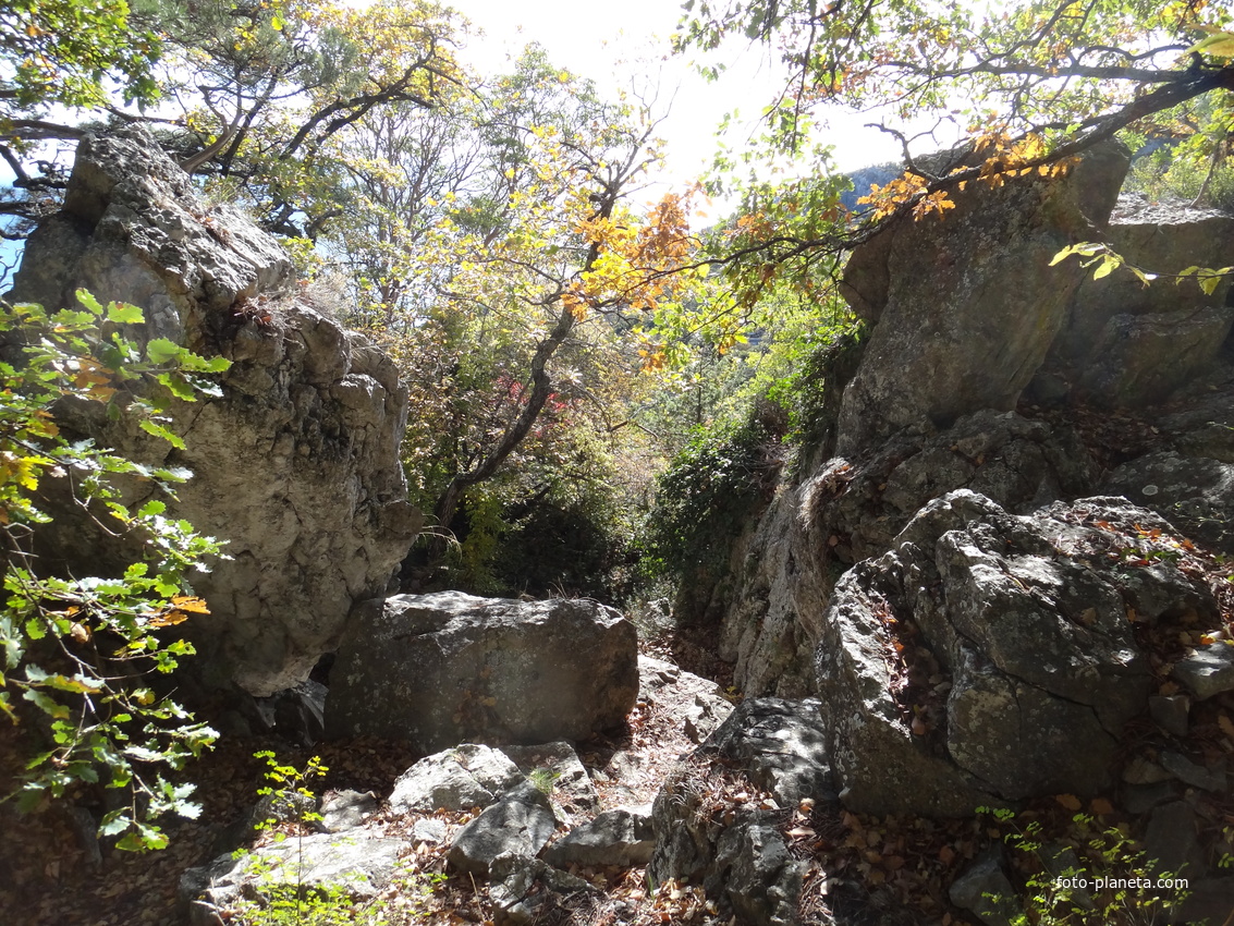 На пешеходном экологическом маршруте "Курчатовская тропа" Ялтинского горно-лесного природного заповедника.