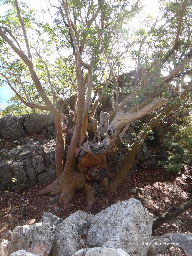 Земляничник Ены (в честь Крым. географа проф. В. Г. Ены) — ботан. памятник природы на юж. склоне г. Ай-Никола, в 20 м от Курчатовский тропы. На высоте 1,3 м в обхвате 4,5 м, у земли — 7 м, высота — 10 м. Самый старый земляничник в Крыму (>1300 лет).