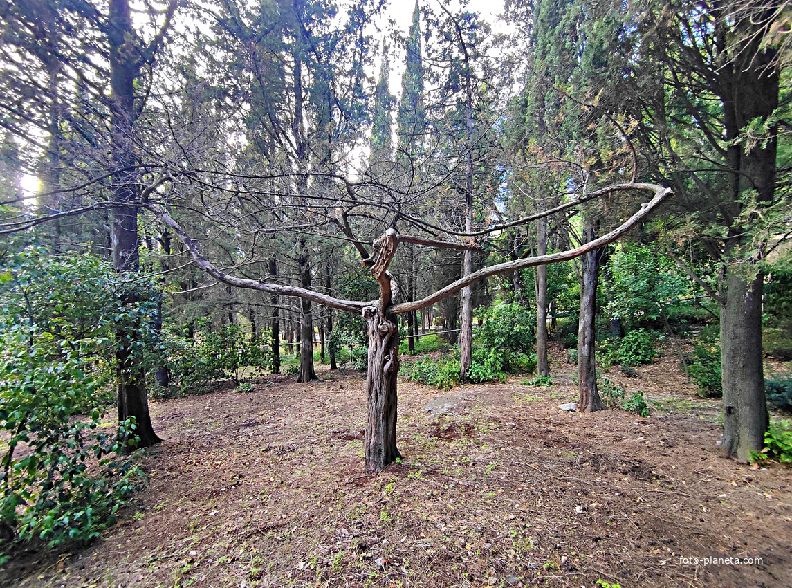 Парк Мурад-Авур  (проект Н. П. Краснова 1913–1916 гг.) - бывшая усадьба ген.-майора Н. Н. Комстадиуса.  На месте леса между оставшимися деревьями посадили 300 пирамидальных кипарисов и 50 саженцев других пород. До 2011г. - террит. санатория «Марат».