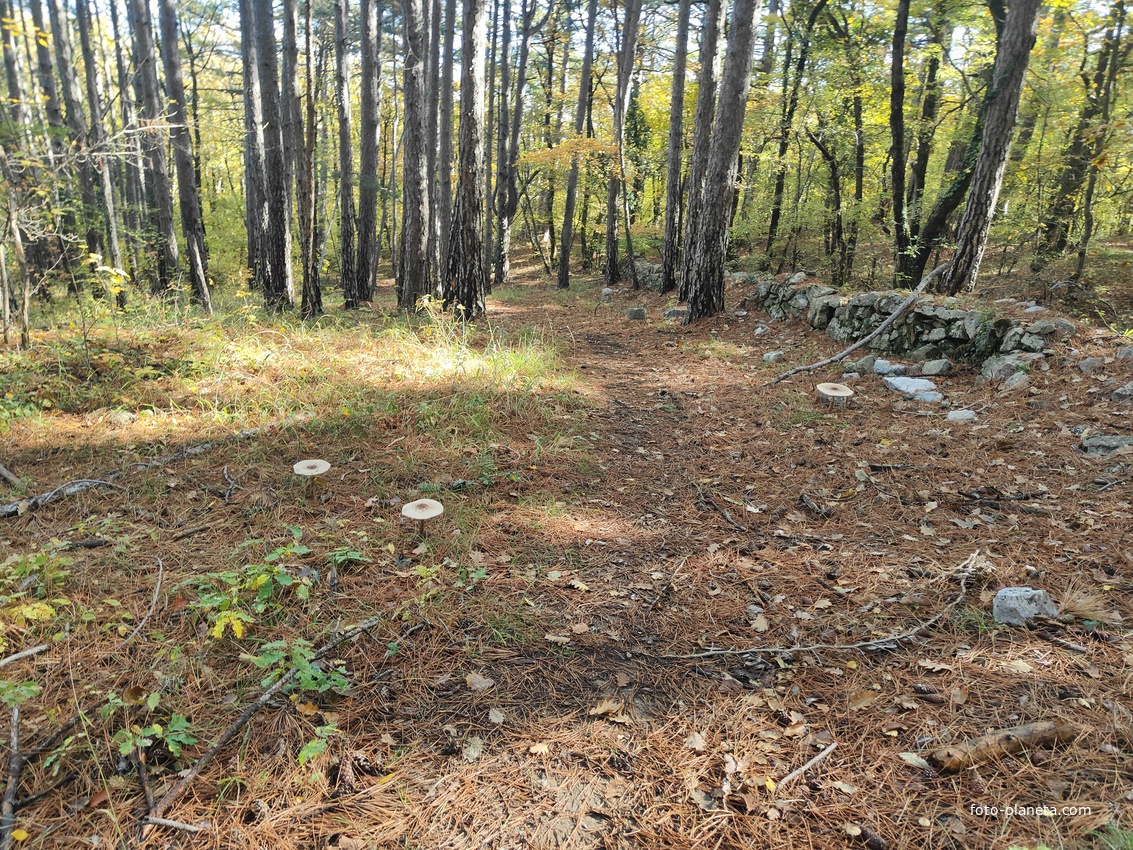 Смешанный лес к З от с. Горное и к С от с. Высокогорное на территории Ялтинского горно-лесного заповедника. Остатка каменной кладки.