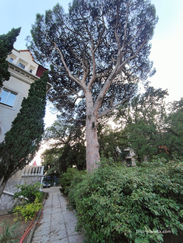 У корпуса лечебно-оздоровительного центра «Нижний Мисхор» - бывшей дачи Нарышкина, известной также как особняк "Софиевка" или «Малая Алупка».