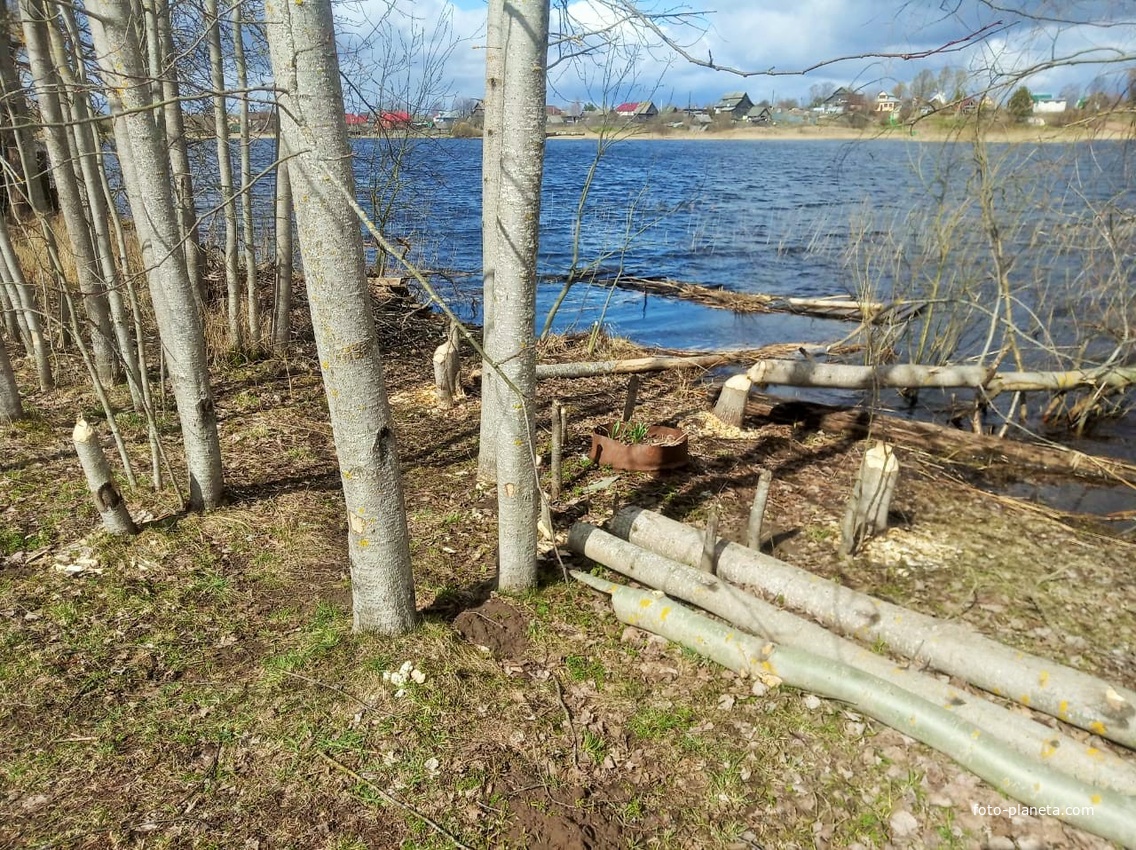 Озеро Селигер - Здесь поработали бобры