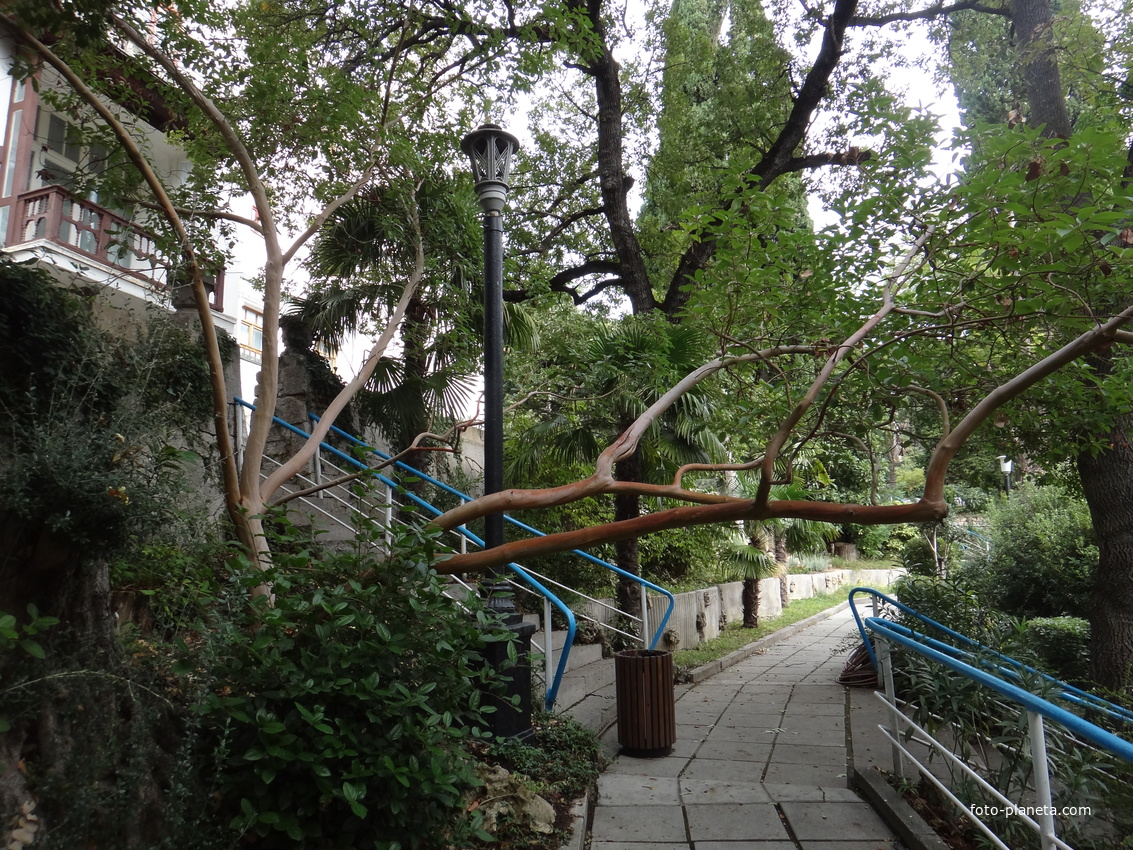 Парк "Дюльбер". Разбит в конце XIX в. Инициатор создания парка - великий князь Петр Николаевич Романов (внук Николая I). Проект парка с учётом эскизов Романова разработал ялт. арх. Н. П. Краснов, высажен с участием  крымского садовода Л. Кремера.