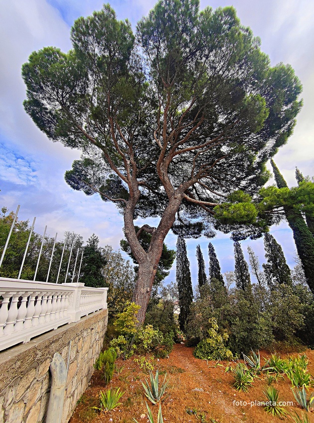 Архитектурно-парковый комплекс Юсуповского дворца в посёлке Кореиз. Площадь парка — около 16 га, создан известным ландшафтным дизайнером Карлом Кебахом и директором императорского ботанического сада Николаем Гартвисом в 1820-х гг.