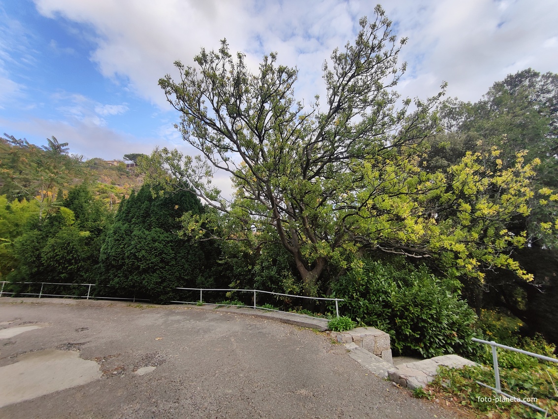 Архитектурно-парковый комплекс Юсуповского дворца в посёлке Кореиз. Площадь парка — около 16 га, создан известным ландшафтным дизайнером Карлом Кебахом и директором императорского ботанического сада Николаем Гартвисом в 1820-х гг.