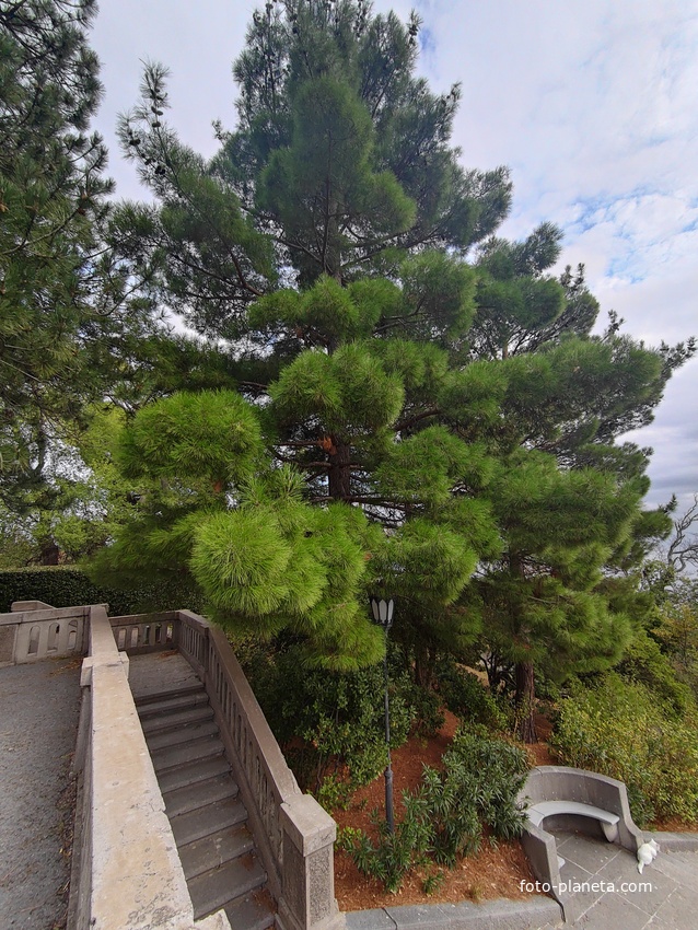 Архитектурно-парковый комплекс Юсуповского дворца в посёлке Кореиз. Площадь парка — около 16 га, создан известным ландшафтным дизайнером Карлом Кебахом и директором императорского ботанического сада Николаем Гартвисом в 1820-х гг.