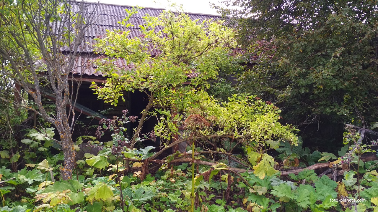 Посёлок Звезда Брасовский район Брянская область