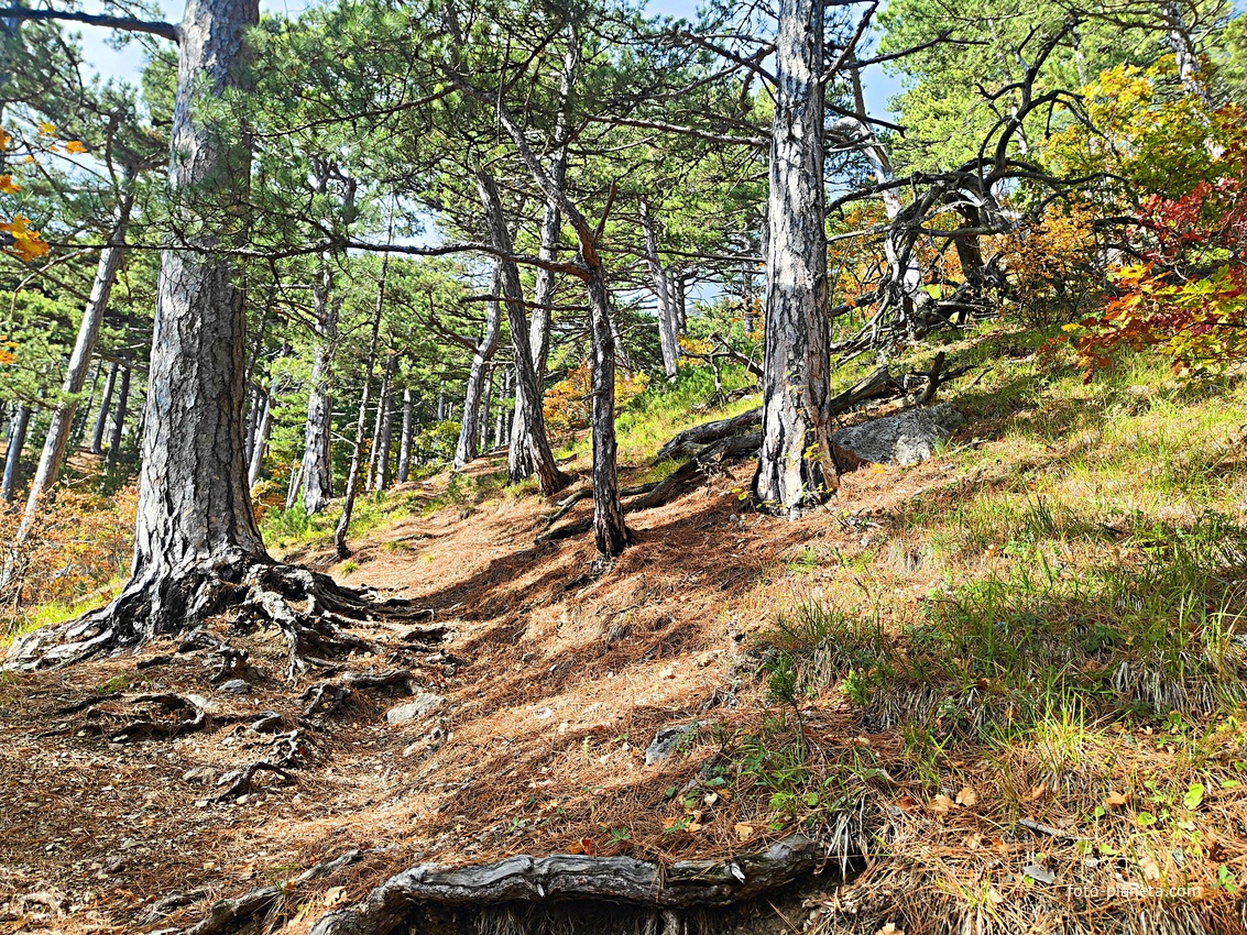 На Кореизской тропе около Вороньей скалы в Ялтинском горно-лесном заповеднике.