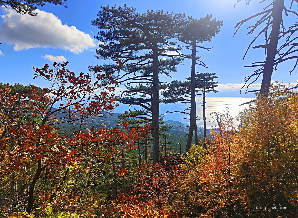 Вдоль Кореизской тропы около Вороньей скалы в Ялтинском горно-лесном заповеднике.