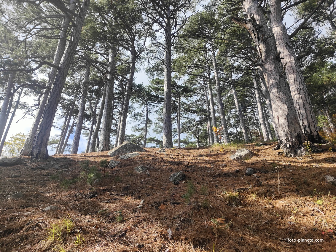 Вдоль Кореизской тропы около Вороньей скалы в Ялтинском горно-лесном заповеднике.