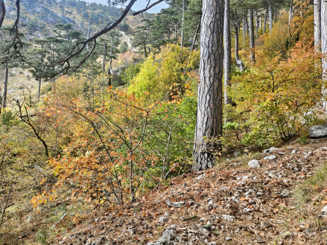 Вдоль Кореизской тропы за Вороньей скалой в Ялтинском горно-лесном заповеднике.