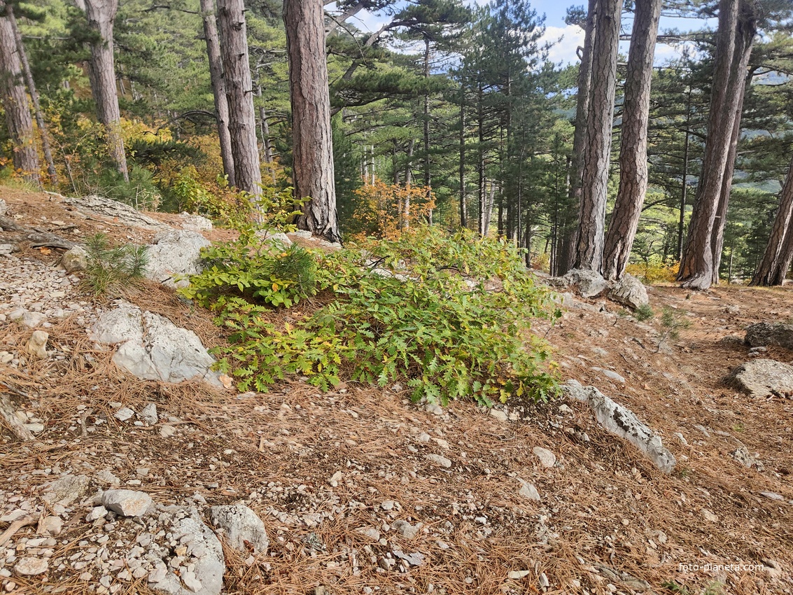 Вдоль Кореизской тропы за Вороньей скалой в Ялтинском горно-лесном заповеднике.