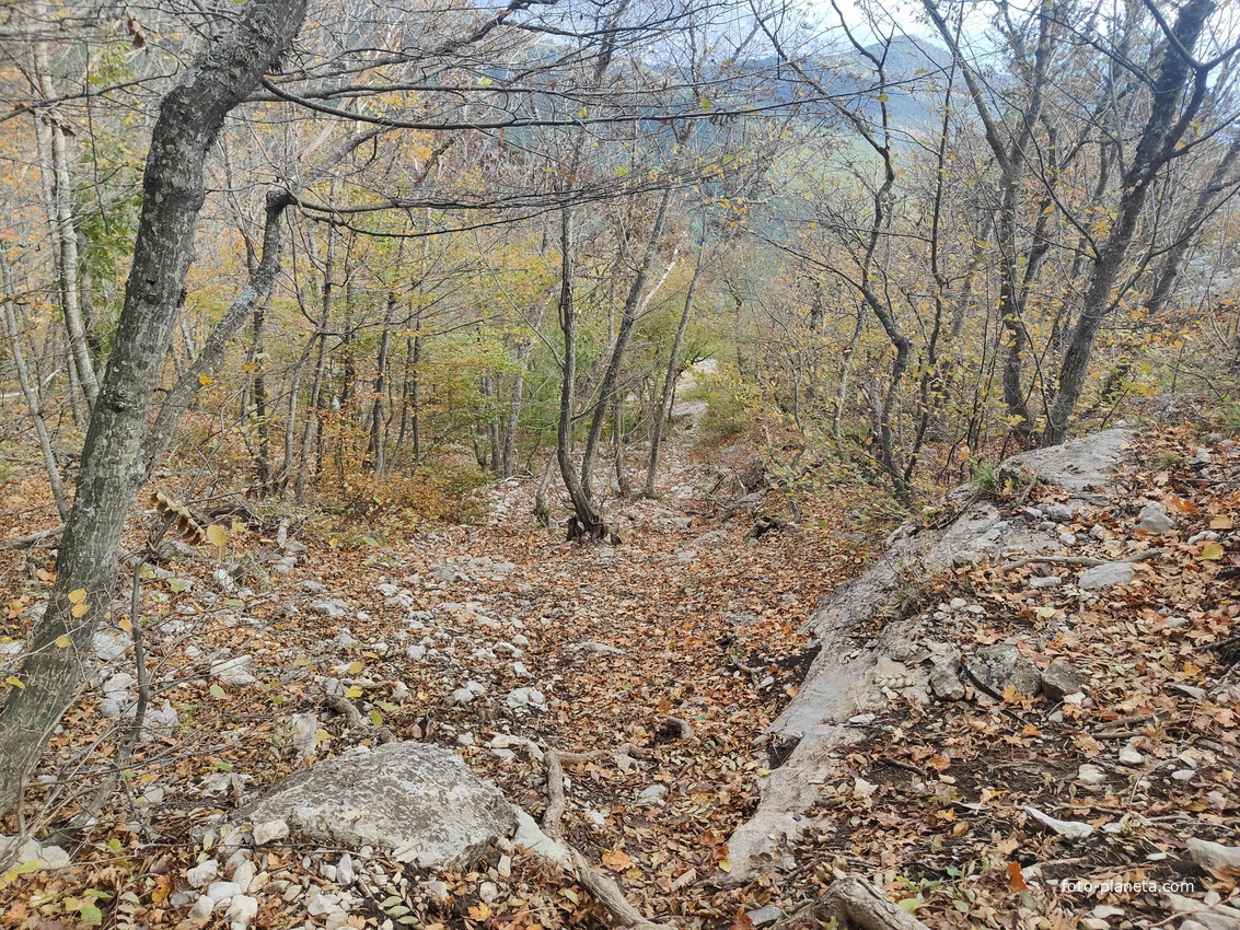 Вдоль Кореизской тропы за Вороньей скалой в Ялтинском горно-лесном заповеднике.