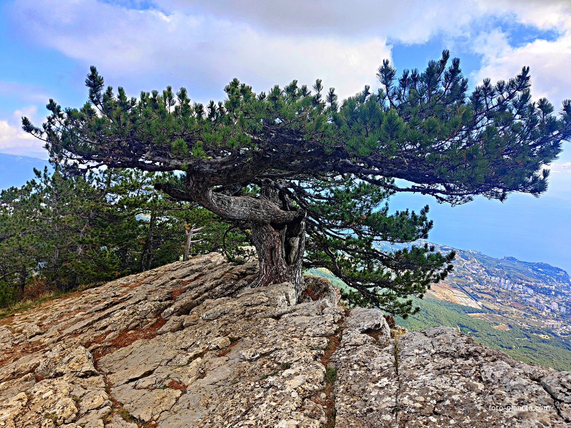Сосна-самолёт на плато г. Ай-Петри. Прозвище - из-за флагообразной кроны в виде крыльев миниавиалайнера и вытянутой в направлении воздуш. потоков (находится в самом в самом ветреном месте Крыма). Возраст дерева — около 200 лет, высота ствола — 10 м.