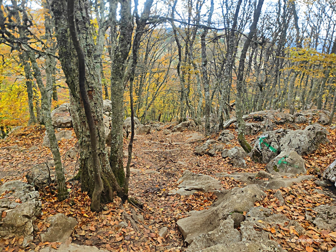 На плато Ай-Петри. Тропа к вершине горы Ай-Петри (Не видно? А она есть!).