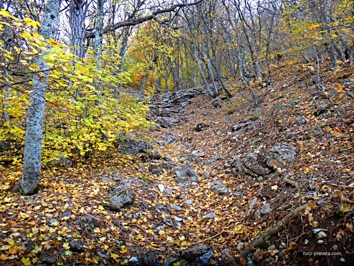 Кореизская тропа в Ялтинском горно-лесном заповеднике на склоне Ай-Петринской яйлы  перед её вершиной.
