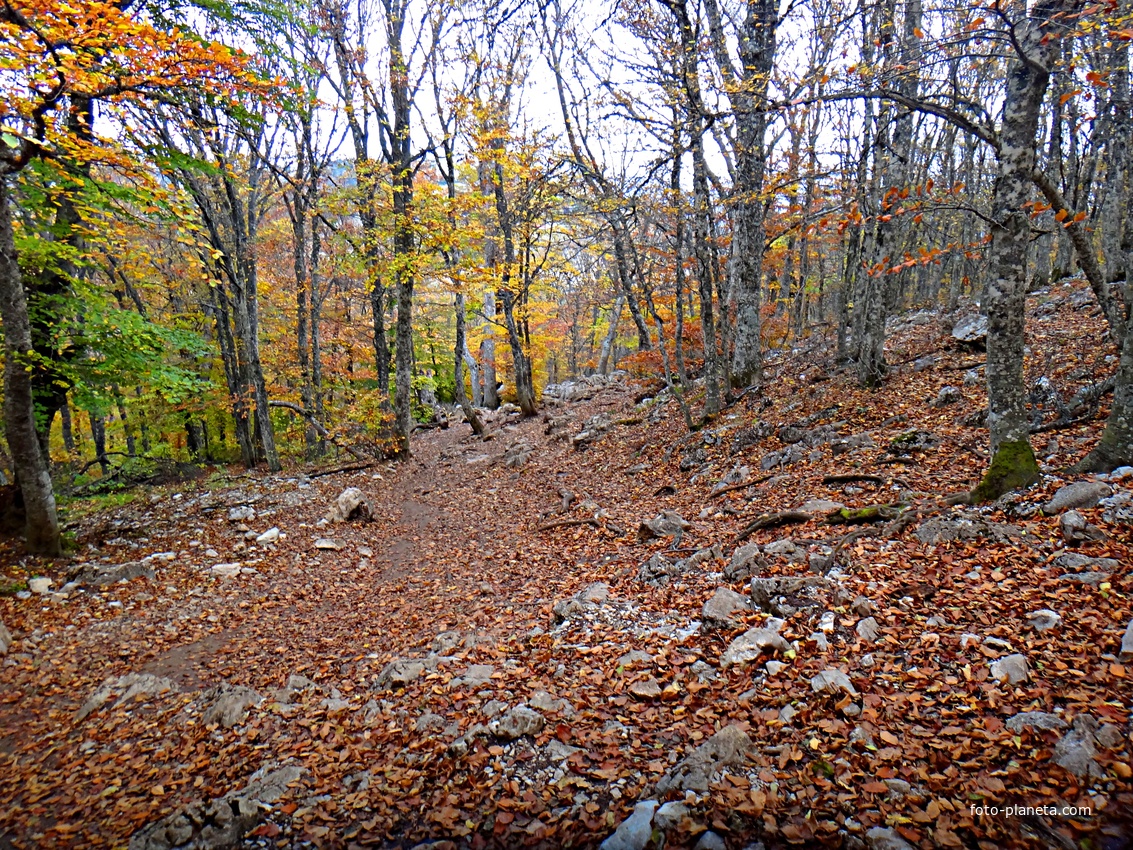 Грабовая роща вдоль Кореизской тропы в Ялтинском горно-лесном заповеднике на склоне Ай-Петринской яйлы  перед её вершиной.