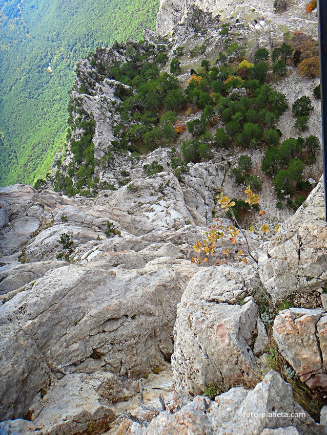 На вершине г. Ай-Петри. Вид на обрыв и скальную растительность.