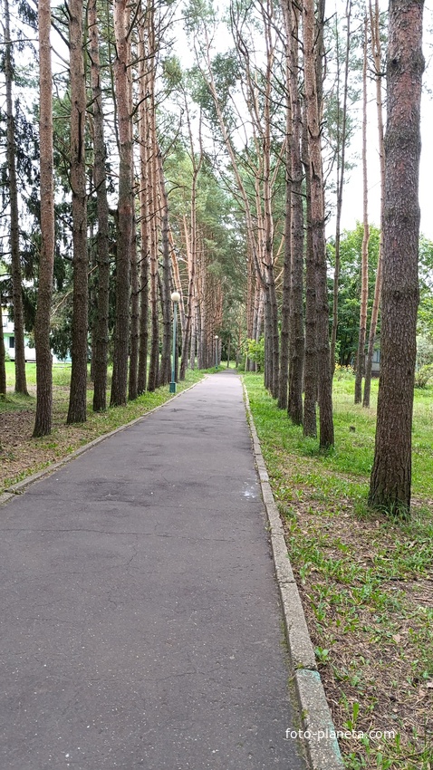 Игуменка, сосновая аллея