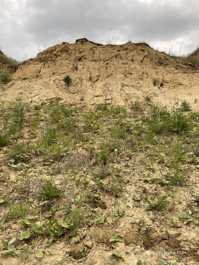 Собачья гора