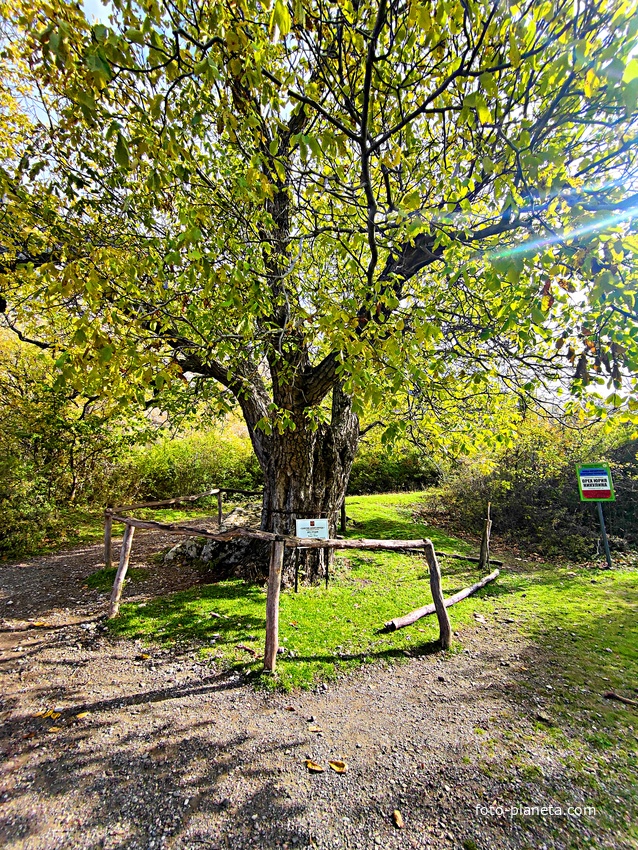 «Орех Юрия Никулина» в "Долине привидений" на склоне горы Демерджи - назван по эпизоду кинокомедии Л. Гайдая «Кавказская пленница Дерево было запечатлено и в кинокомедии «Спортлото-82».