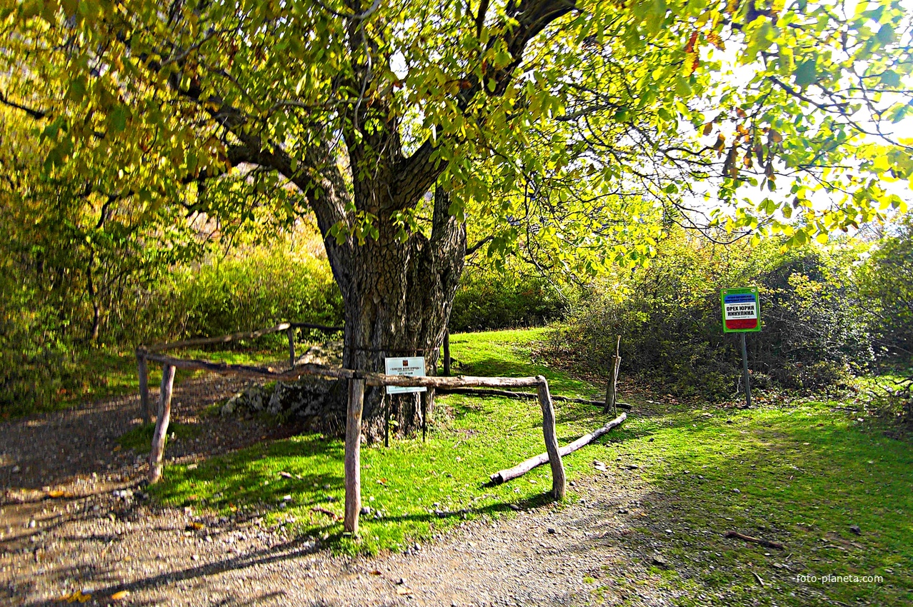 «Орех Юрия Никулина» в "Долине привидений" на склоне горы Демерджи - назван по эпизоду кинокомедии Л. Гайдая «Кавказская пленница Дерево было запечатлено и в кинокомедии «Спортлото-82».