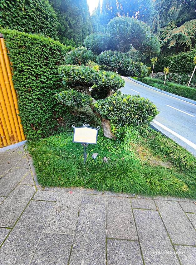 Парк «Айвазовское» — ландшафтный парк на берегу Чёрного моря. Расположен у подножия Медведь-горы в посёлке. Ногоплодник крупнолистный. Форма "Бонсай".