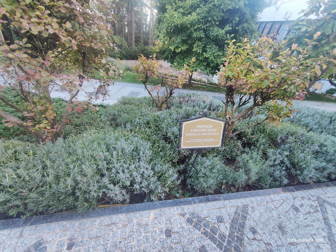 Парк «Айвазовское» — ландшафтный парк на берегу Чёрного моря. Расположен у подножия Медведь-горы в посёлке. Лаванда узколистная.