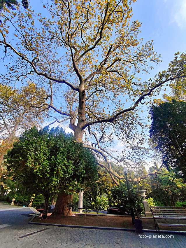 Парк на территории санатория «Пушкино» — памятник садово-парковой архитектуры начала XIX века. Платан, посаженный в годовщину гибели поэта.