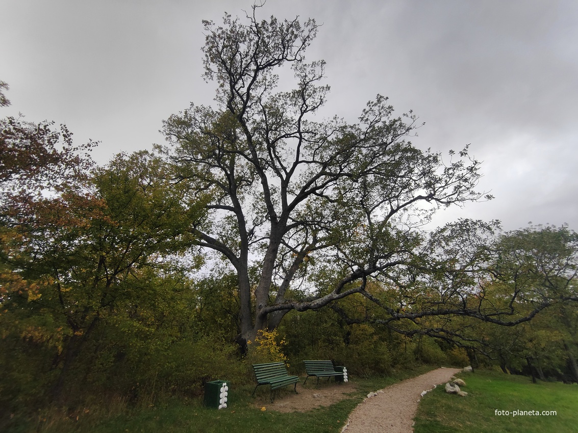 Массандровский дворцово-парковый ансамбль. Парк был заложен в 1822 году на месте грабового леса немецким садовником Карлом Кебахом.