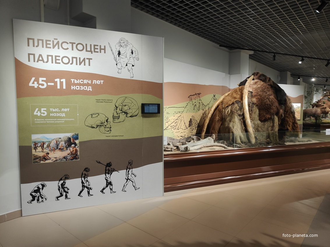 Исторический музей на улице Соборной, 22. Палеонтологическая экспозиция «До нашей эры». Мегафауна плейстоцена.