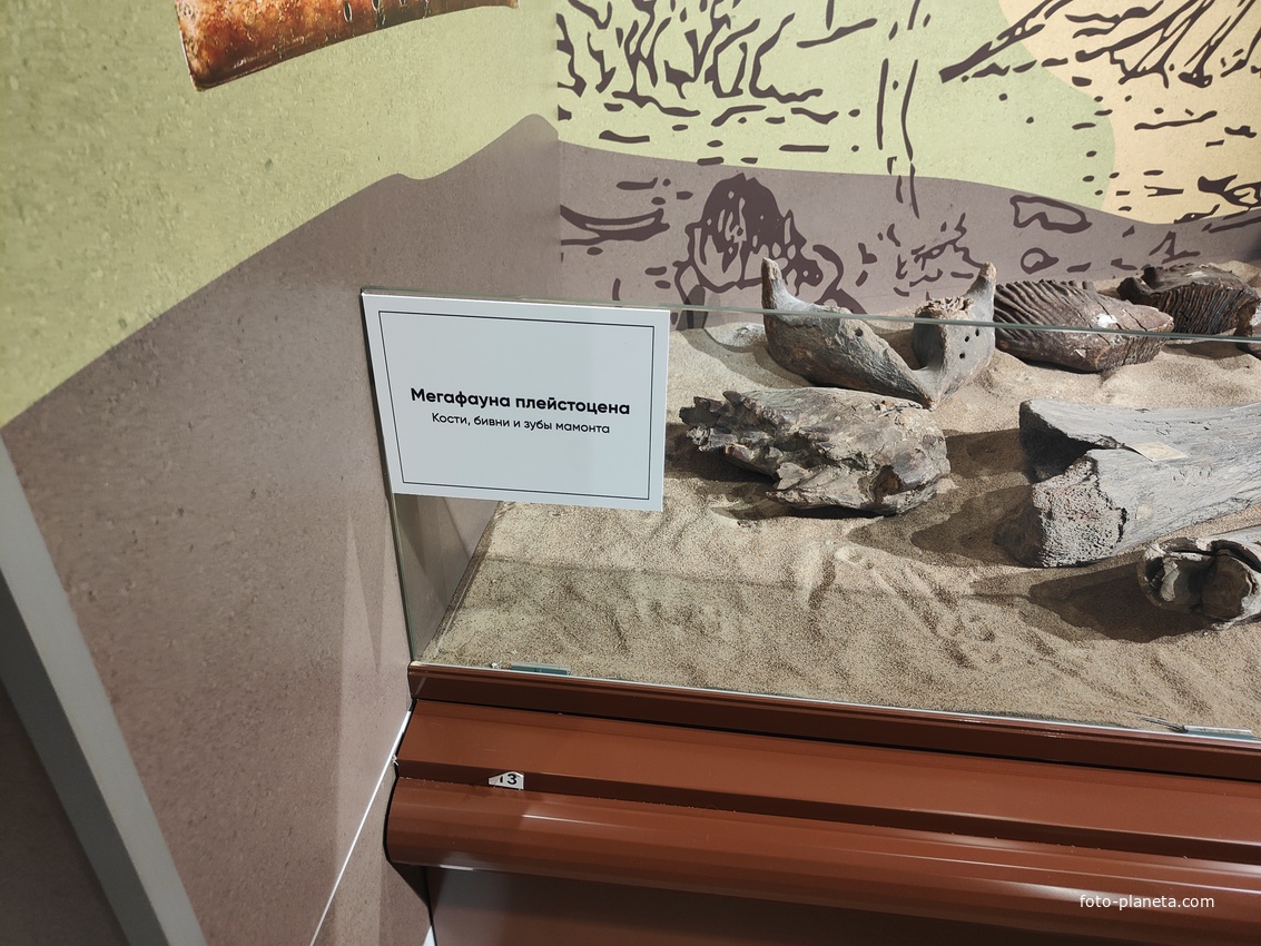 Исторический музей на улице Соборной, 22. Палеонтологическая экспозиция «До нашей эры». Мегафауна плейстоцена.