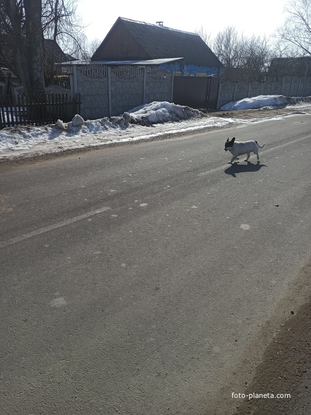Собака на ул. Петровского