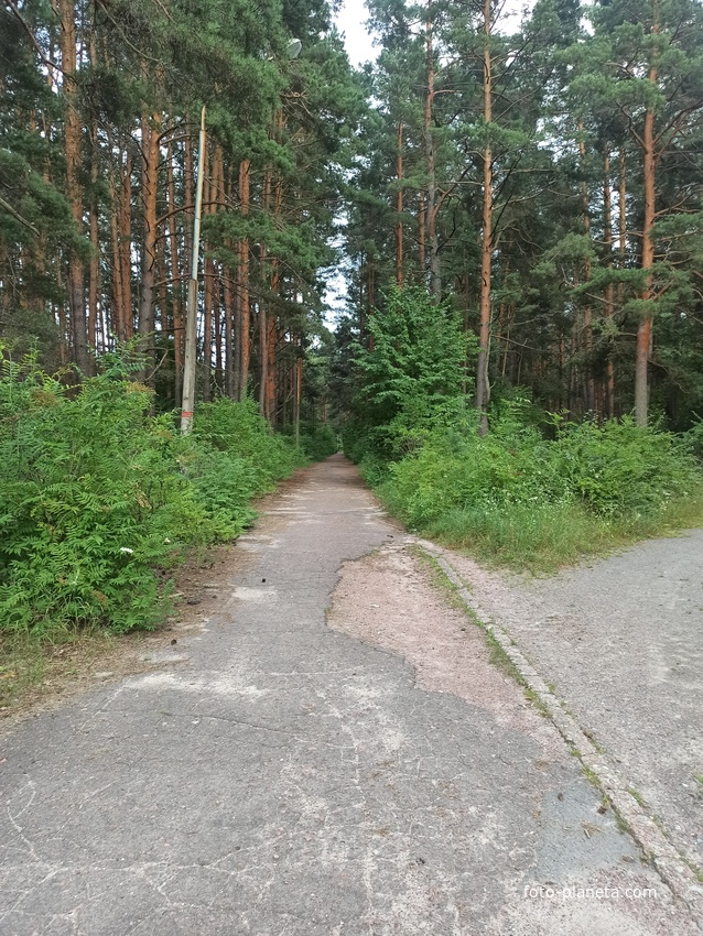 Старый парк в лесу. ул. Свердлова близ автостанции