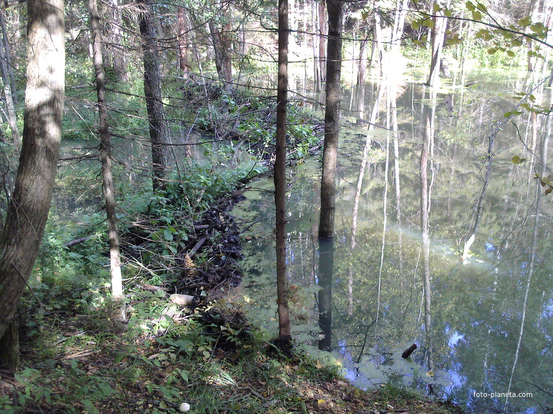 бобровая запруда