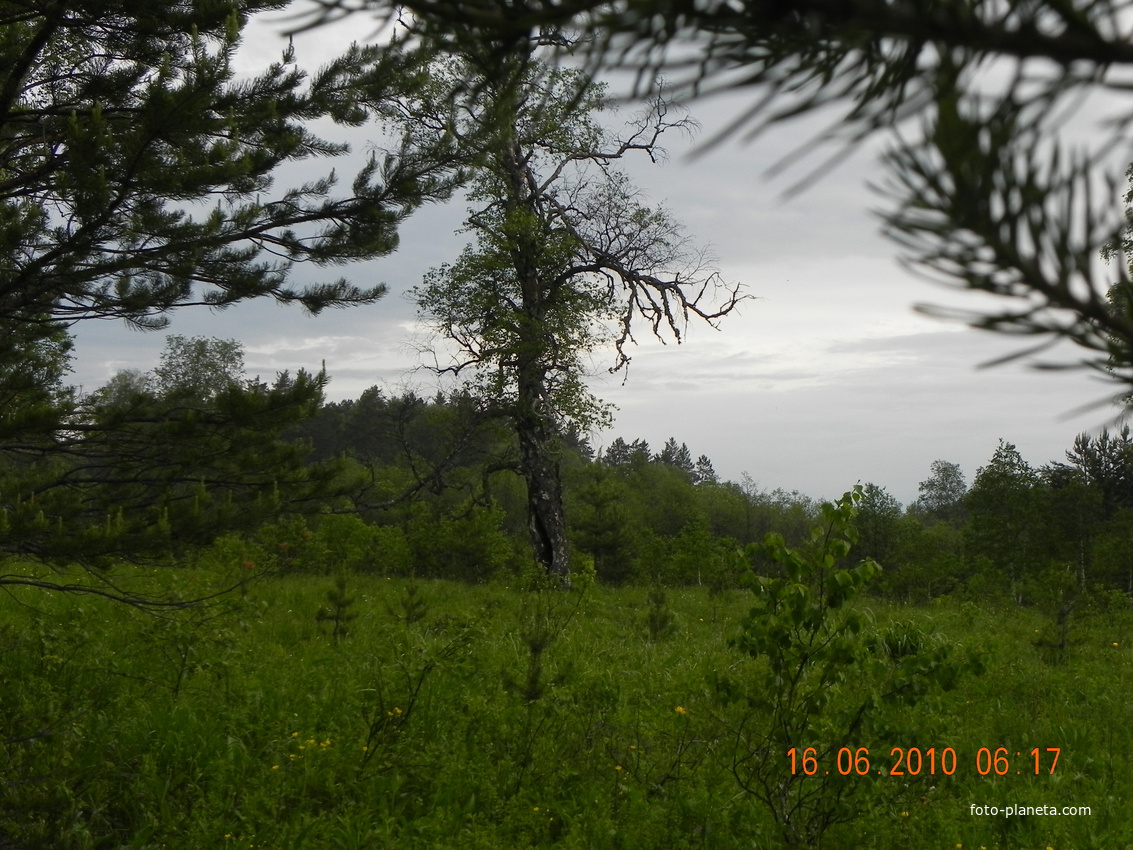 старая береза