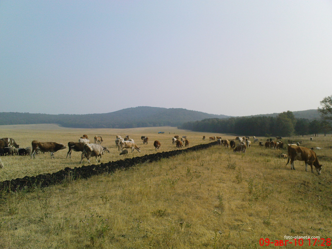 Стадные поля ближе к осени