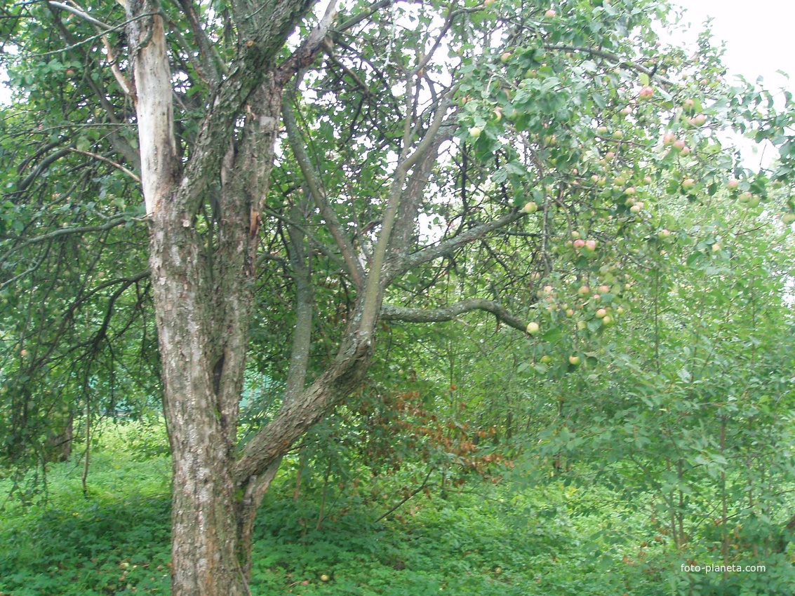 Новополье: старая яблоня