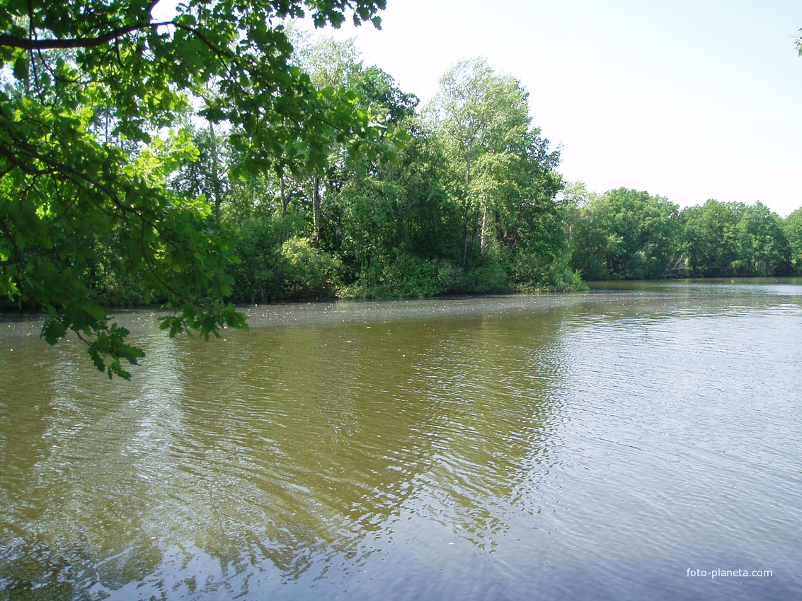 Пруд в яблоневом саду. Новополье