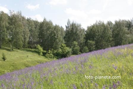 Одоевский лес