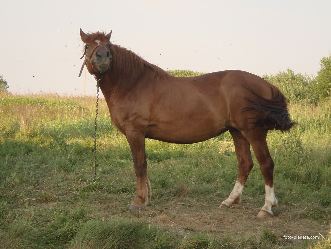 лошадь в Ерошино 2008г