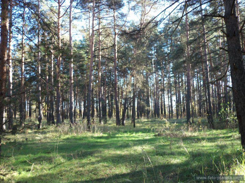 сосновый лес