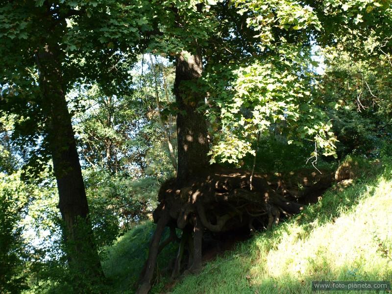 Тимковичи. Парк Радивилов. Памятник природы. Охраняется государством.