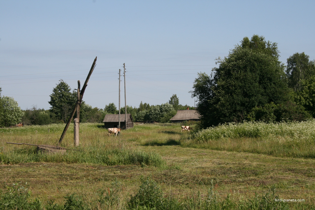 Деревня Вышковичи Брянская область