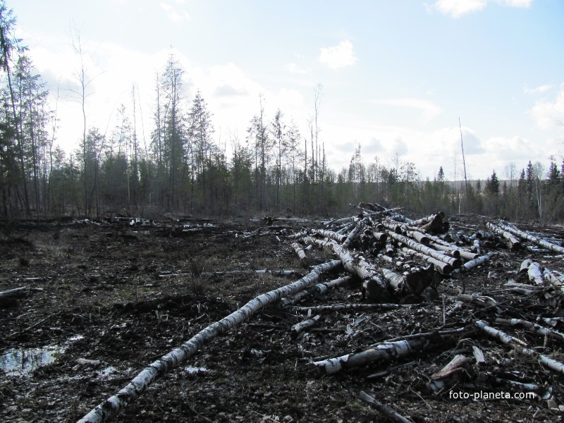 д.Антоново, вырубка леса между д.Антоново и д.Матвейки, весна 2010 года.