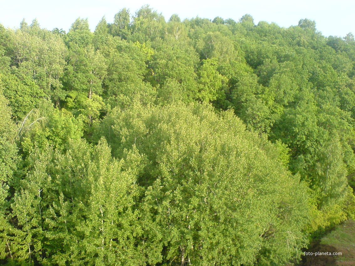 лес